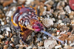 Just another muck dive in Lembeh. Tiny flamboyant cuddlef... by Steven Eilenberg 
